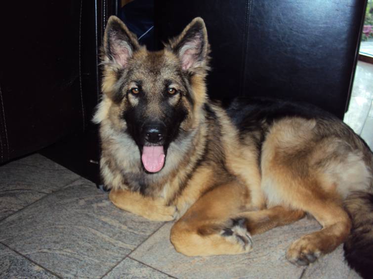 Fotos/2011 vervolgAzra/Lizzy/augustus/image001[1].jpg